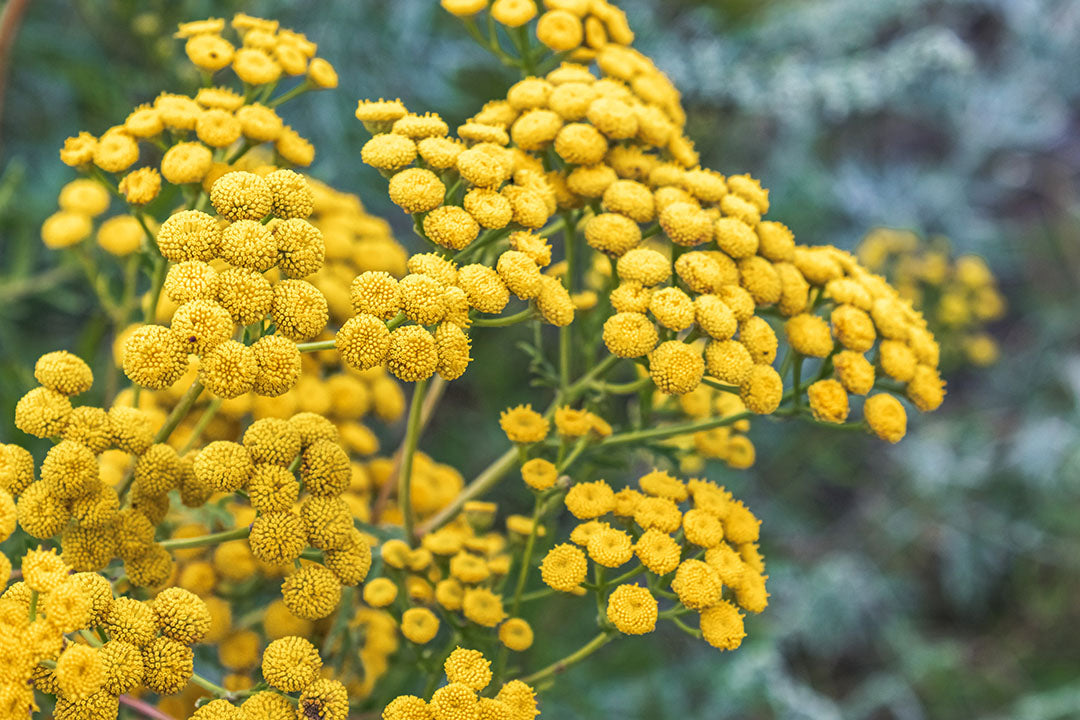 Ingredient Spotlight: Blue Tansy